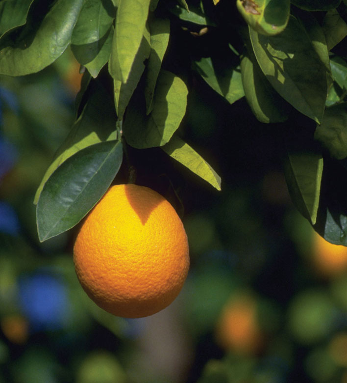 Orange on tree
